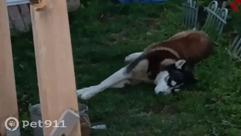 Пропала собака в Величково, 29К-012 - photo