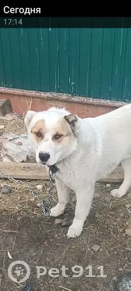 Пропала собака, Чита, Гранитная 2А - photo