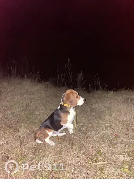 Пропала собака, Сырское, Липецкая обл. - photo