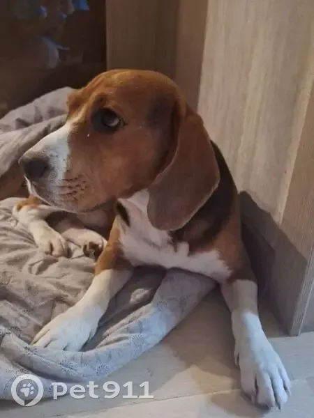 Пропал бигль, Балашиха, ул. Терешковой, 5 - photo