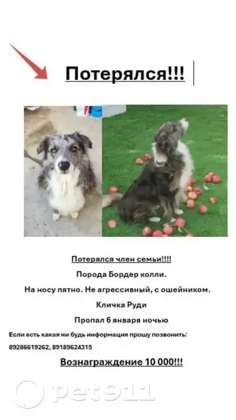 Пропала собака, проезд 3-й Линии, 116 - photo