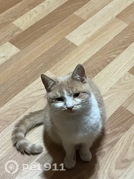 Пропала кошка, Спартаковская 31, Яр. - photo