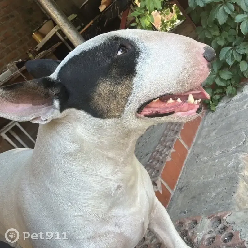 Пропала собака, Гражданская 12, Павловская - photo