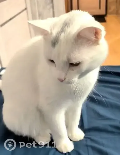 Пропала белая кошка, Депутатская ул., Майкоп - photo