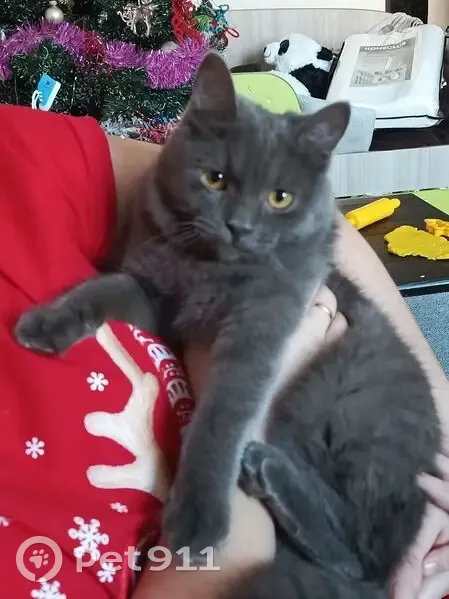 Пропала кошка, ул. Акад. Сахарова, Казань - photo