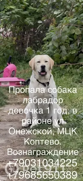 Пропала собака, Онежская ул., Москва - photo