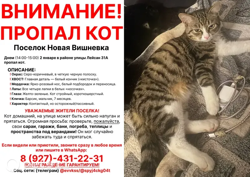 Пропал кот Барсик, ул. Лейсан, 31, Казань - photo