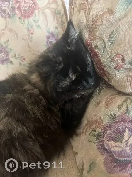 Пропала кошка, Таёжная ул., 12, Патрушева - photo