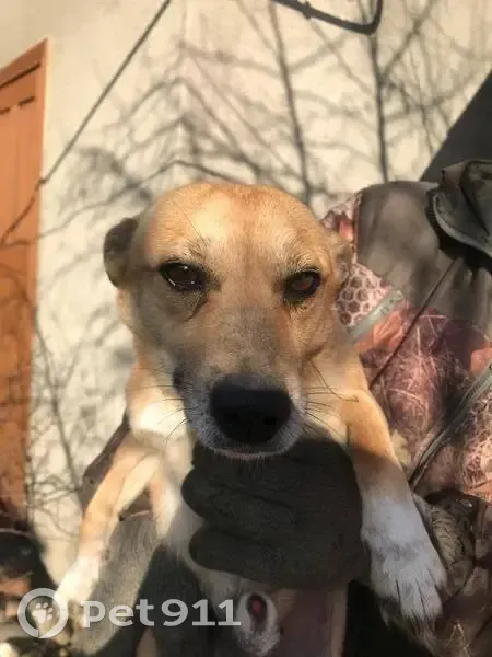 Пропала собака, Солнечная 5, Сиб. Огни - photo