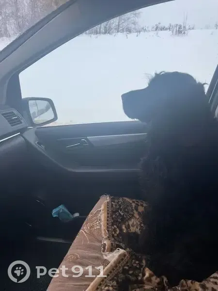 Пропала собака, Козельск, Садовая 16 - photo