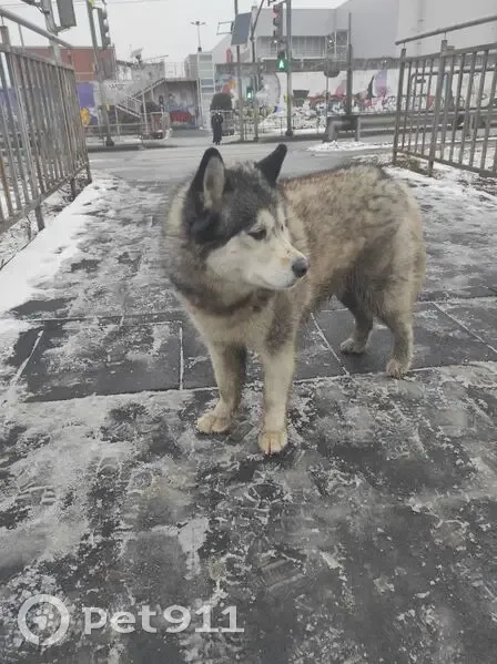 Хаски найдена на Самарской улице, Волгоград - photo