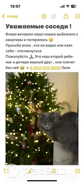 Пропала кошка, Красноярск, Красноярский край - photo