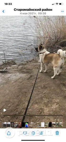 Пропала собака в СНТ Созидателей, Ульяновск - photo