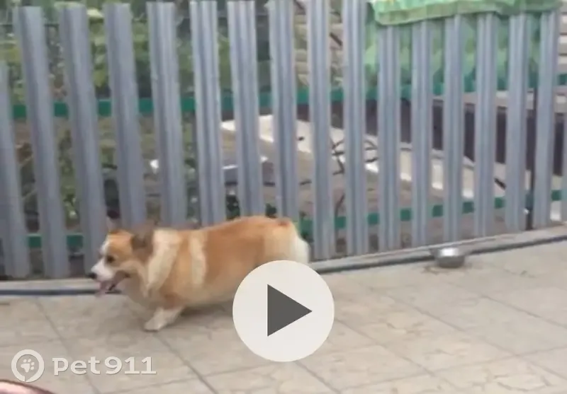 Пропала собака, ул. Воровского, Тихорецк - photo