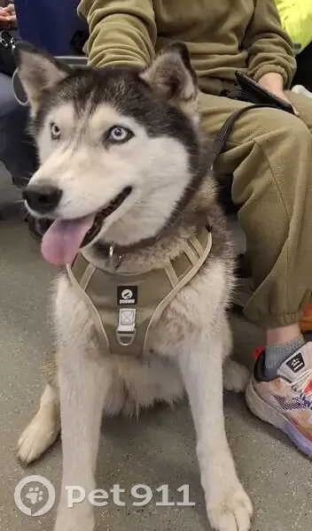 Пропала собака, Уфа, Башкирия - photo