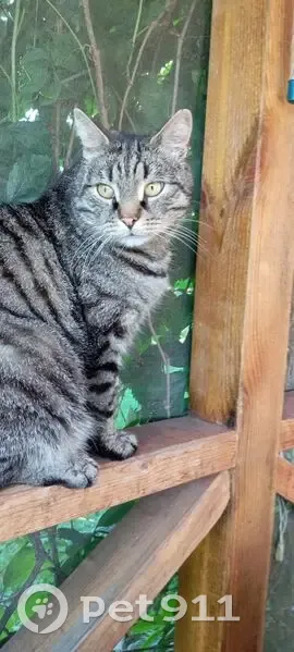 Пропала кошка, Комсомольская ул., Пудость - photo