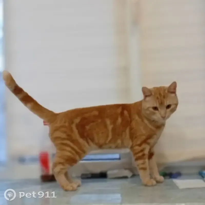 Пропала кошка, Дворовая ул., Н.Новгород - photo