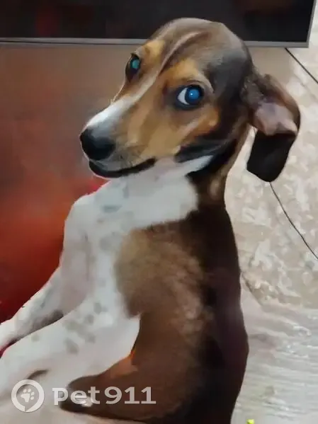 Пропала собака, ул. Неделина, 20, Нальчик - photo