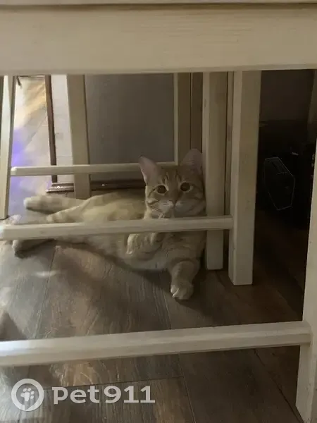 Пропала кошка, 3-й Динамовский пр., Саратов - photo