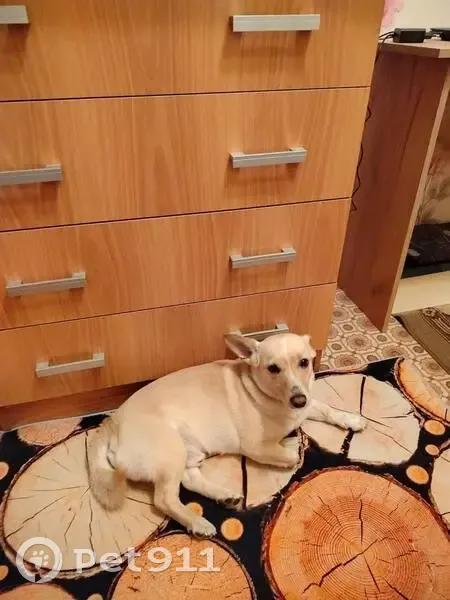 Пропала собака в Ужуре, Красноярский край - photo