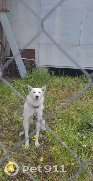 Пропала собака на ул. Кирова, 54 - photo