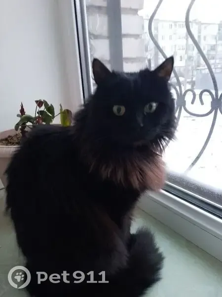 Пропала кошка на Фучика, 26 к2, Тула - photo