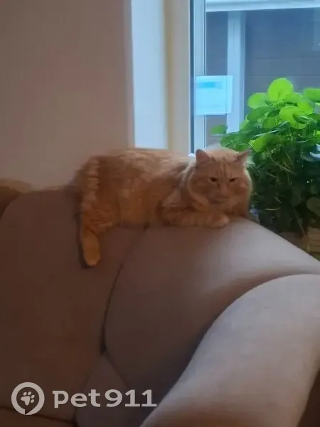 Пропала рыжая кошка, Пикетная ул., Моск. - photo