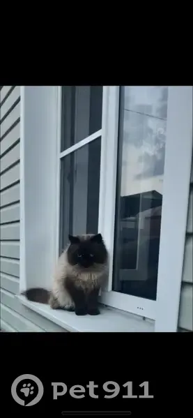 Пропала кошка, 1-й Транспортный пер. 9 - photo