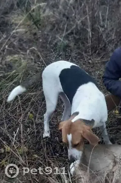 Пропала гончая в Нетризово, Смоленская обл. - photo