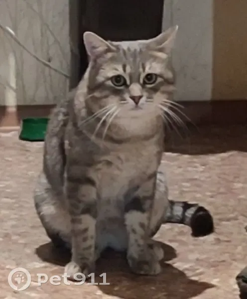 Пропала кошка, Краснодарская ул., Славянск - photo