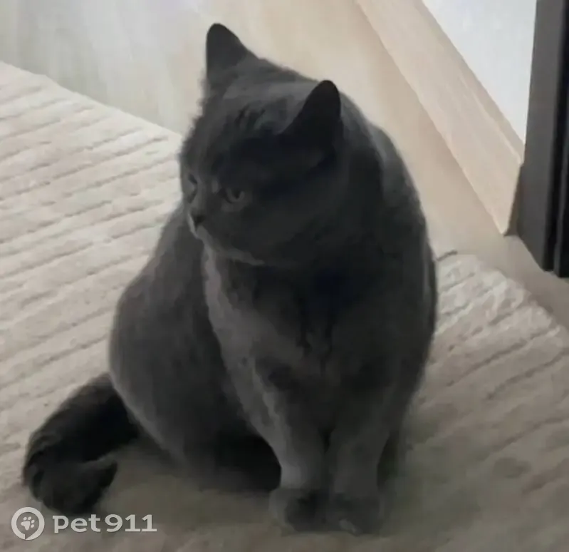 Пропала британская кошка, Дубровинская 27 - photo