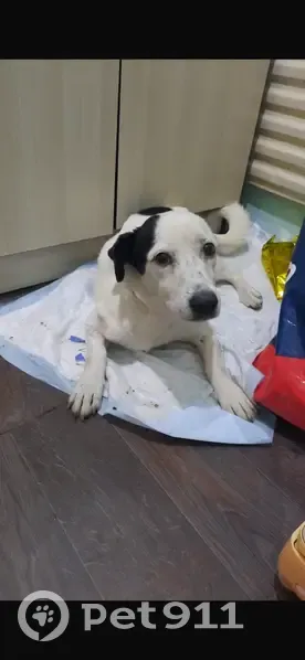 Пропала собака, Титаровская ул. 48, Краснодар - photo