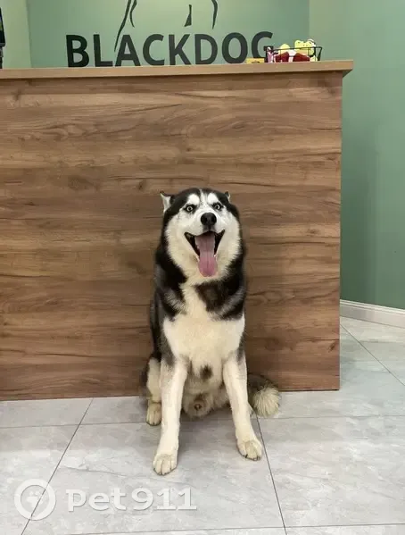 Пропала хаски, ул. Восточно-Кругликовская - photo