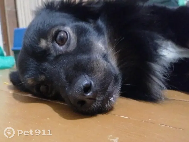 Пропала собака, Морской пр., 11, Северодвинск - photo