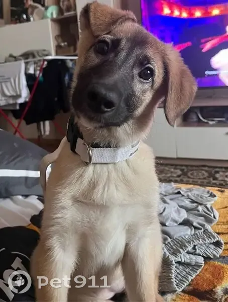 Пропала собака, Кемеровская область - photo