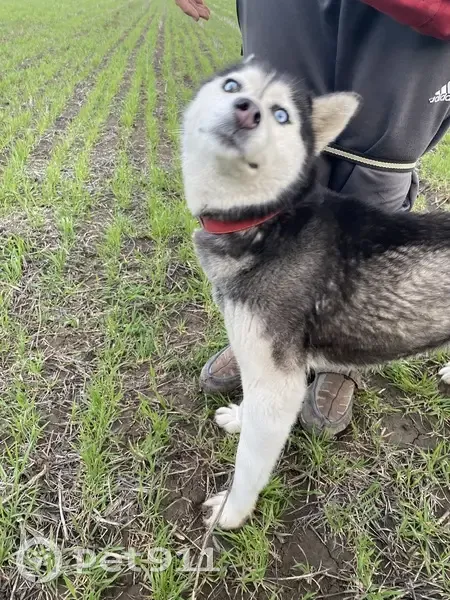 Пропала собака, Длинная ул. 125, Ахтырское - photo