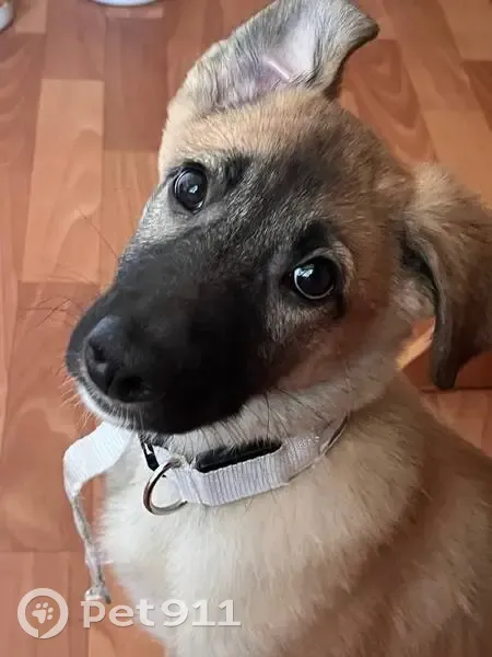 Пропала собака Белла, Юрга, 4-й мкр. - photo