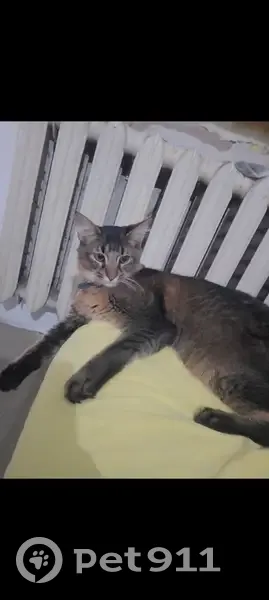 Пропал котик, 2-я Центральная, 10, Кострома - photo