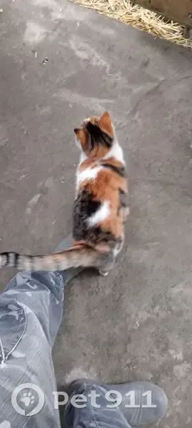 Пропала кошка, А-146, Новоукраинский - photo