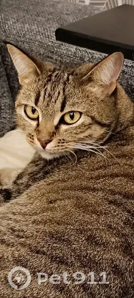 Пропала кошка, Островского 4А, Саратов - photo