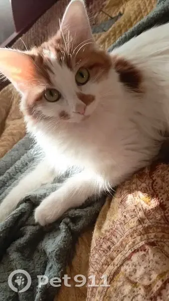 Пропала кошка, Сосенский, Победы 16 - photo