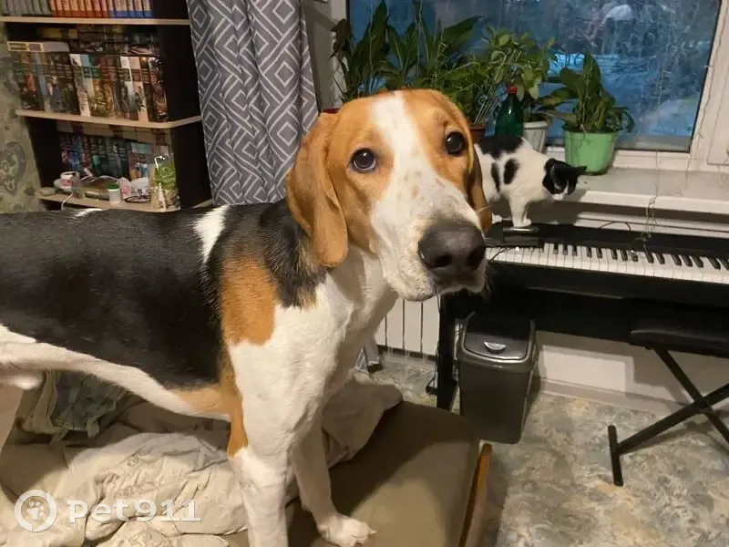 Пропала собака, ул. Кукуевицкого, Сургут - photo