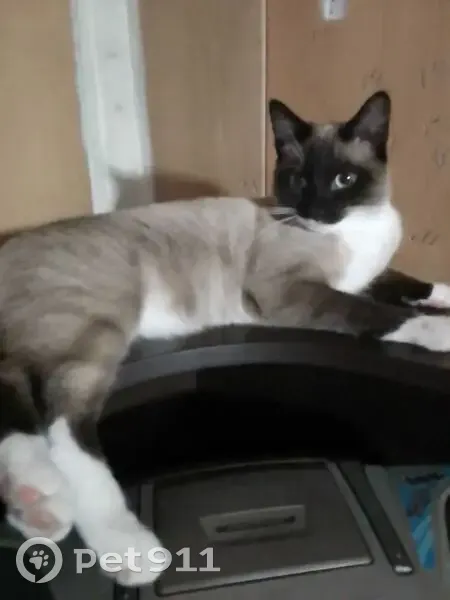 Пропала сиамская кошка, Омская обл. - photo