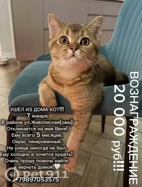 Пропал кот, Чудная ул. 19, Ростов-на-Дону - photo