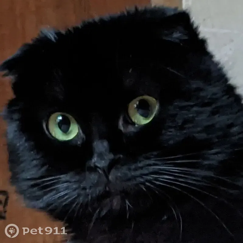 Пропала черная кошка, Шаповалова 17, Шахты - photo