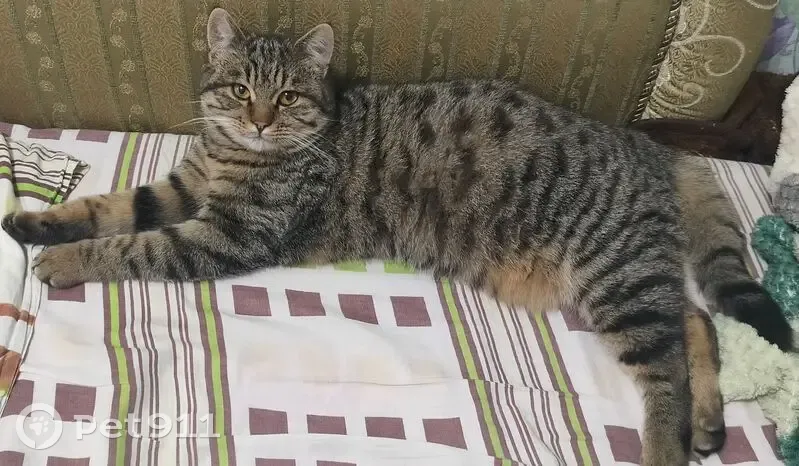 Пропала кошка в Сальске, Ростовская область - photo