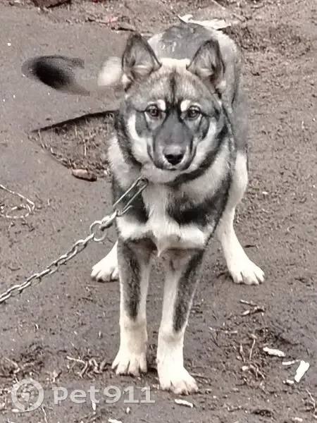 Пропала собака, Балашов, Саратовская обл. - photo