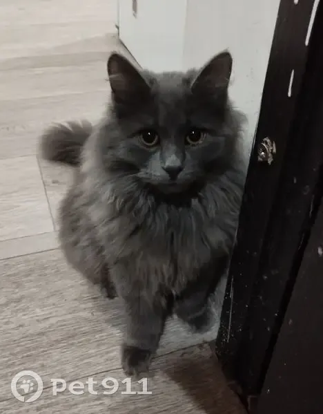 Пропал котик, ул. Лихачёва, Образцово - photo