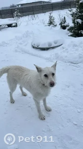 Пропала собака, Дубровичи, Рязань - photo