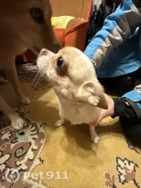 Найдена белая собака, Красноармейская, Птз - photo